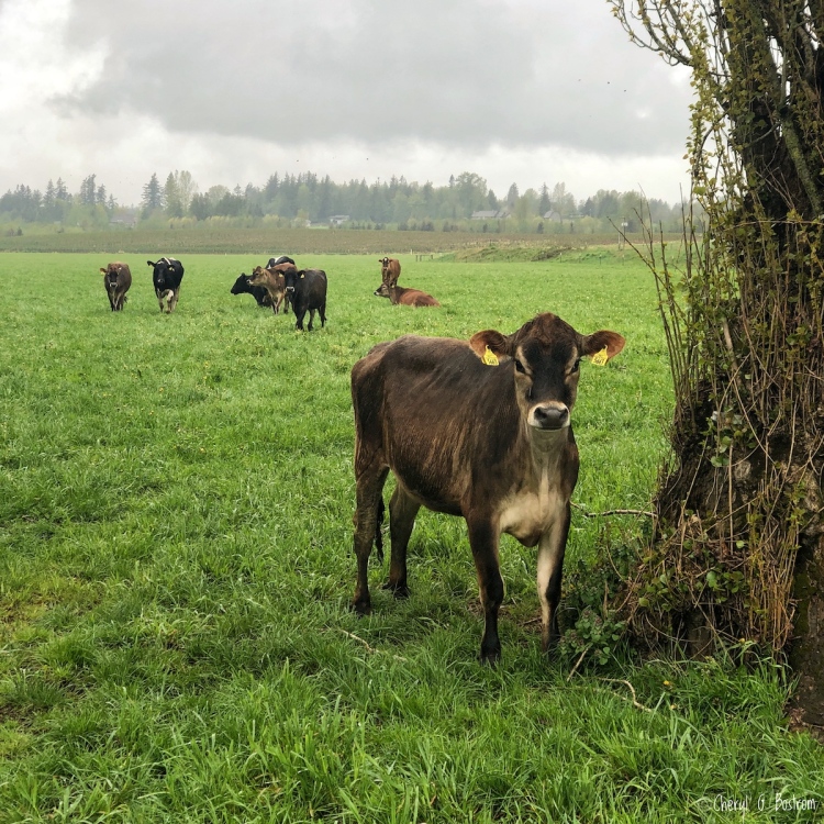 Rain-drenched-Jersey-heifer-stands-by-tree