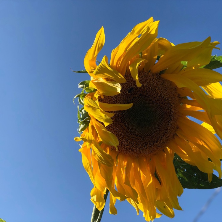 Sunflower at end of summer