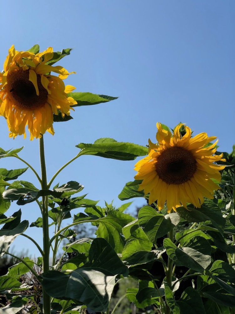 Wilting sunflowers against blue sky
