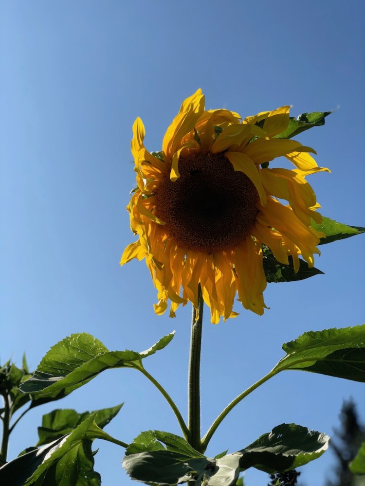 Mature, wilting sunflower