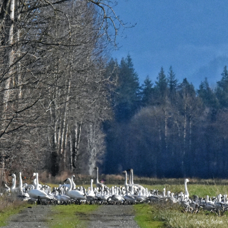 Swans and geese mingle in country field