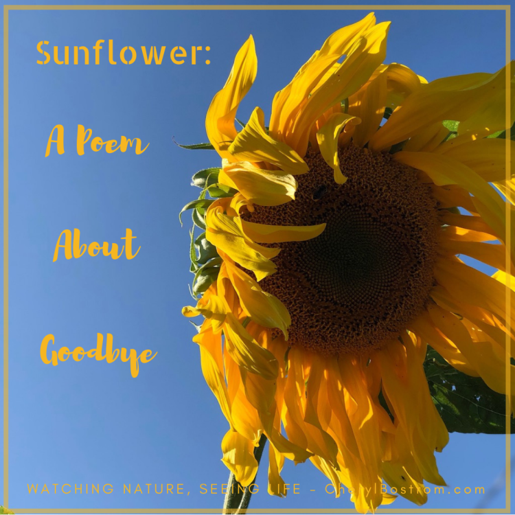 wilted sunflower at summer's end