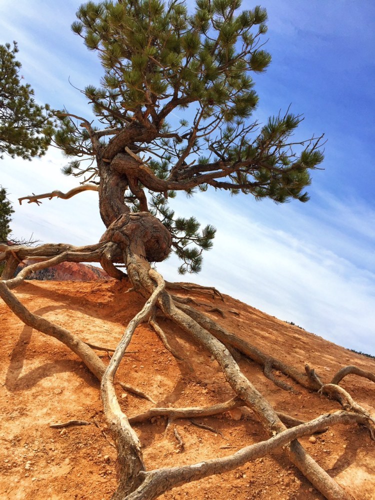 Exposed roots of twisted pine tree intersect on red earth