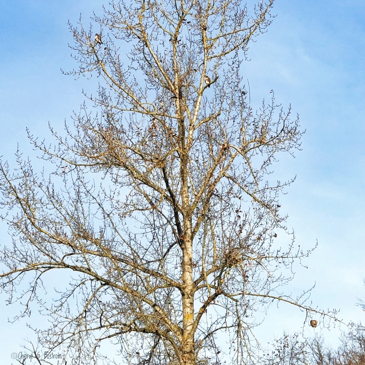leafless-cottonwood-reveals-hawks-and-hornet-nest