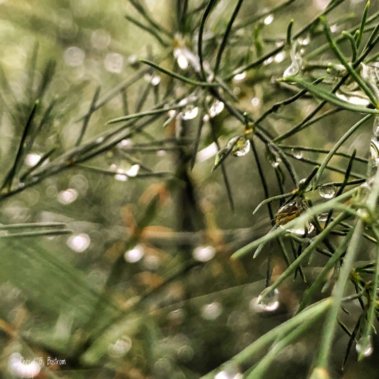 Raindrops on asparagus fern