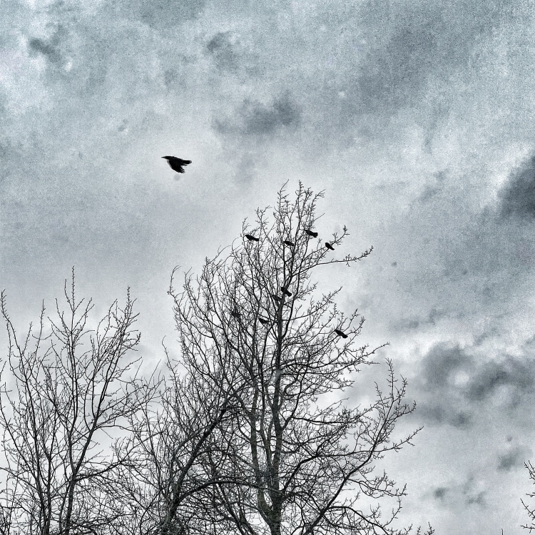 Crow flying into wind