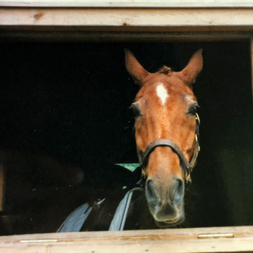 Horse looking out stall window
