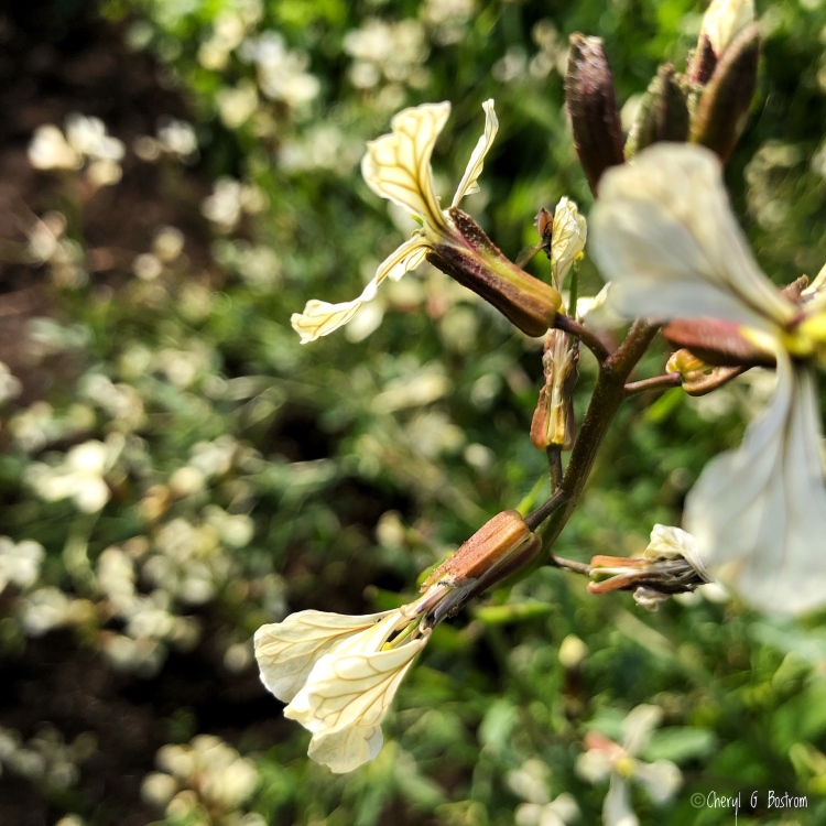 Blooming arugula resembles butterflies