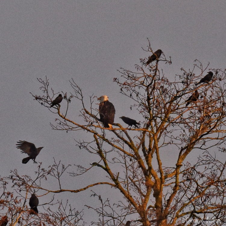 More-crows-fly-to-eagle-in-tree