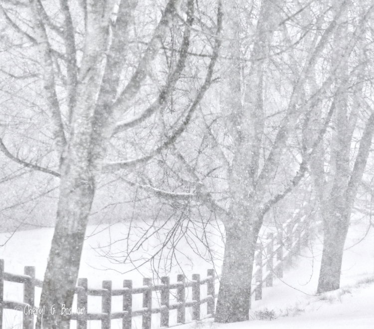 Pole-fence-and-three-silver-maples-in-snow-flurry