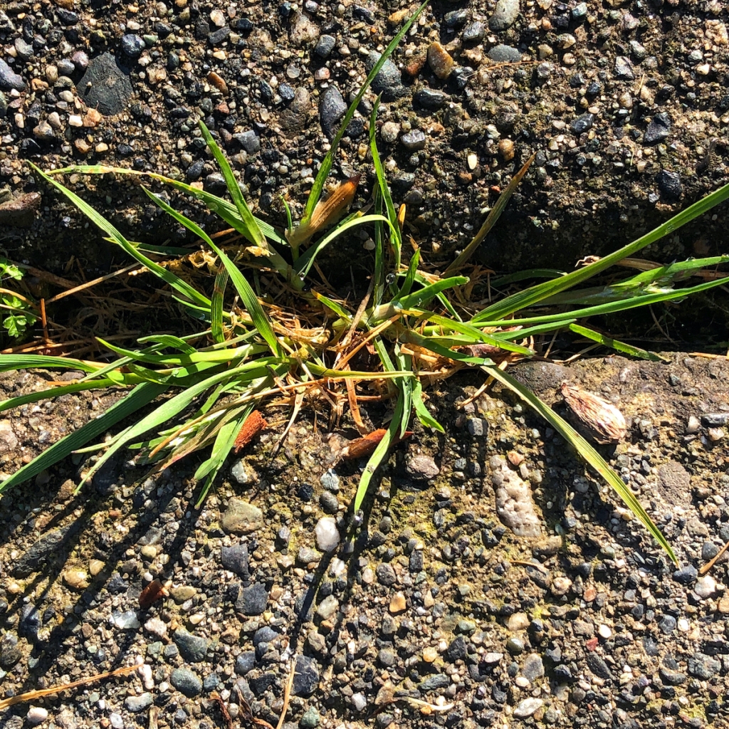 grass-grows-in-sidewalk-seam
