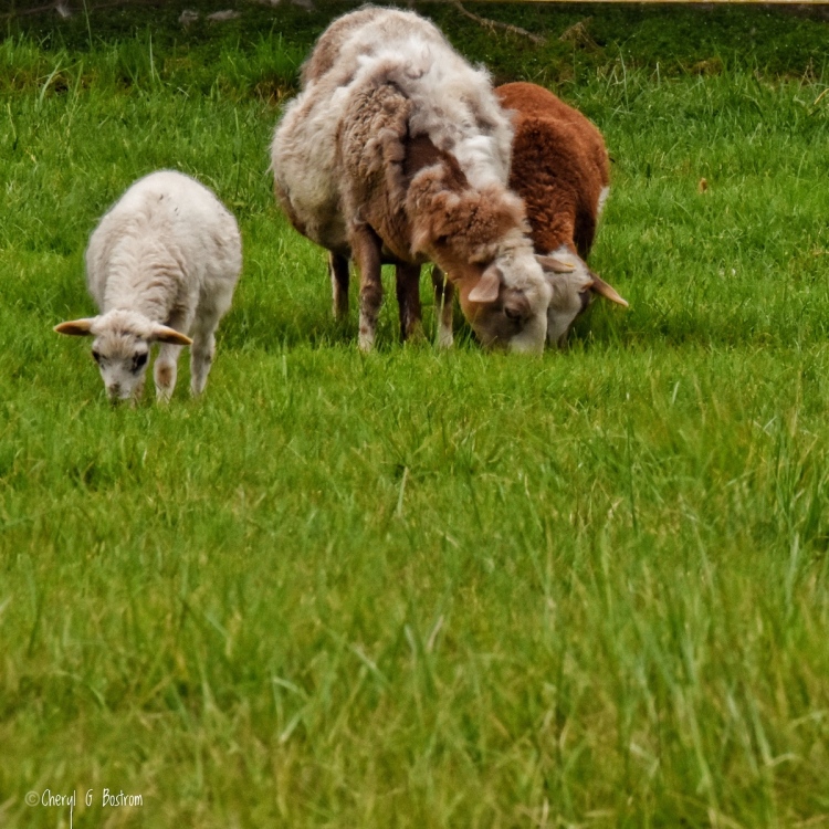 three-sheep-grazing