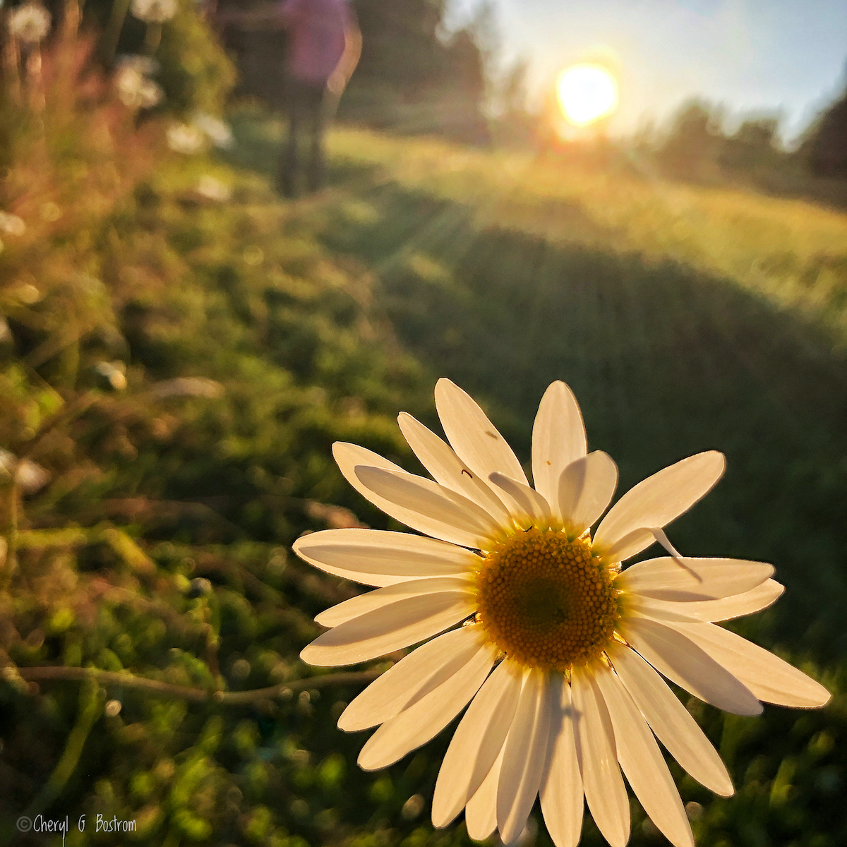 daisy-petals-screen-sunset-light